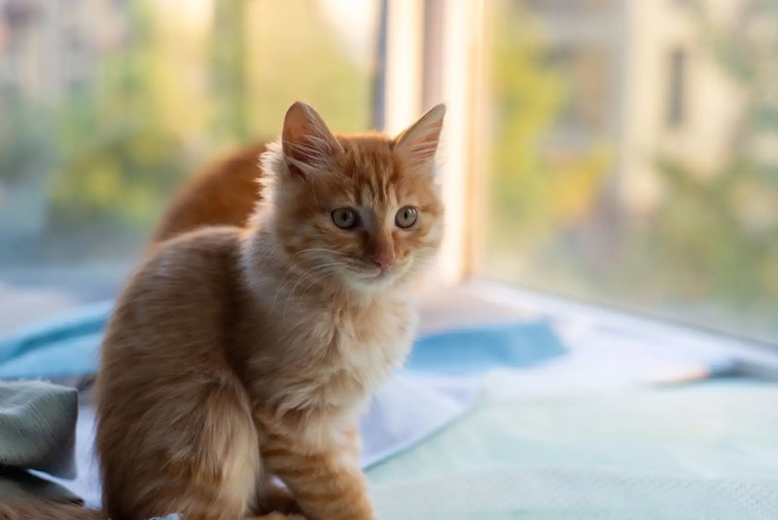 Photo d'un chat assis près d'une fenêtre dans un salon, avec un contrat d'assurance posé sur la table